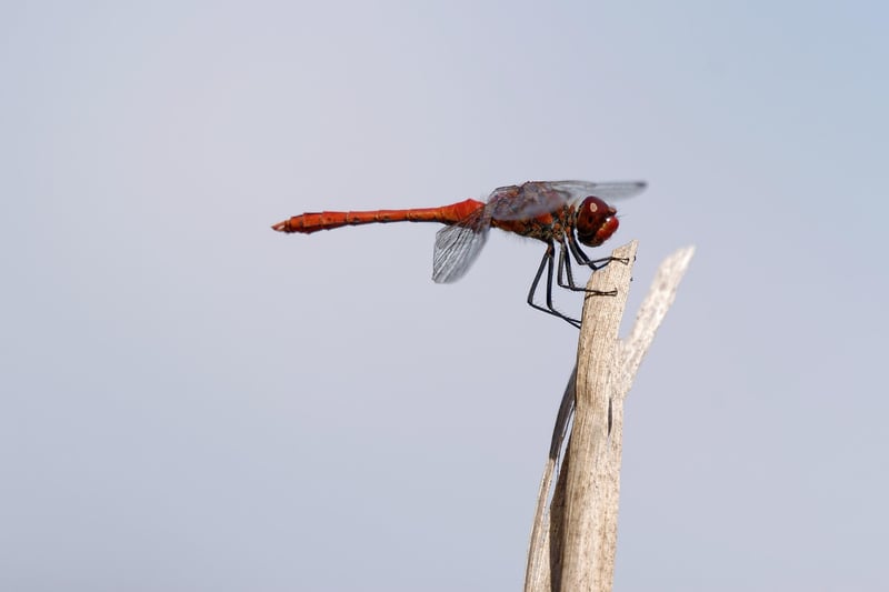 Noble Dragon